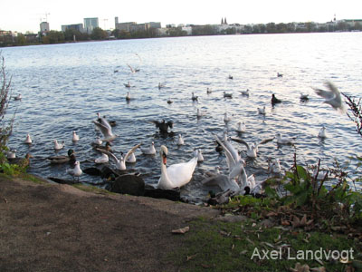 alster 024