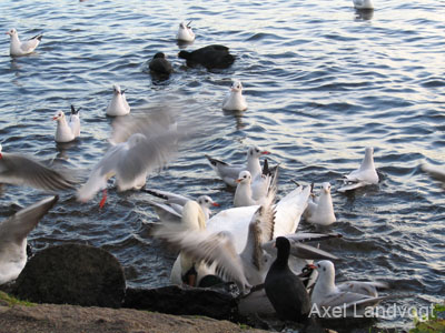 alster 025