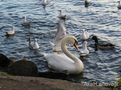 alster 026