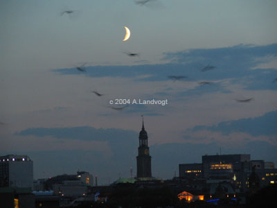 panorama_kappeln 062